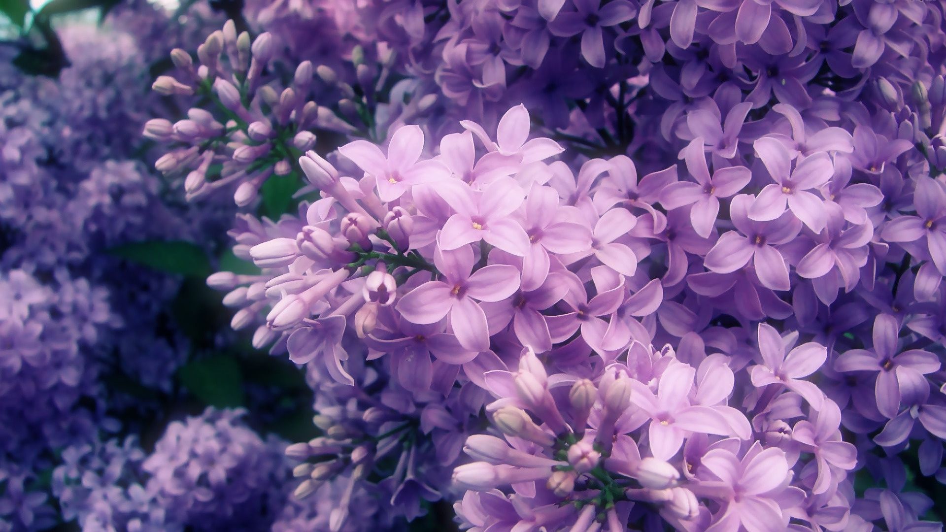 Hydrangea Violet Flowers Wallpapers