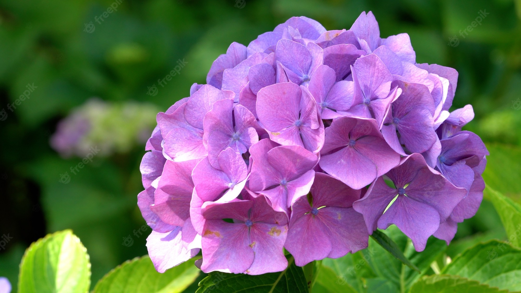 Hydrangea Violet Flowers Wallpapers