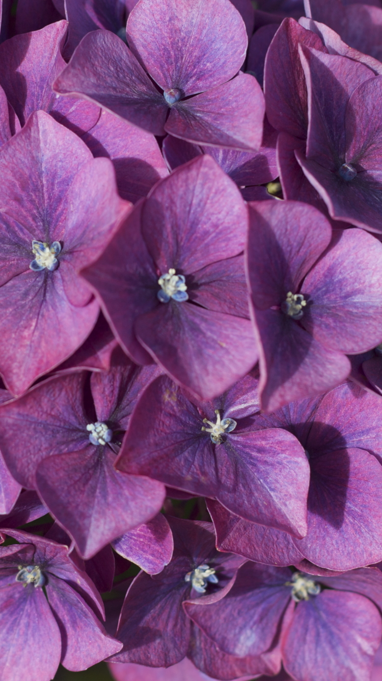 Hydrangea Violet Flowers Wallpapers