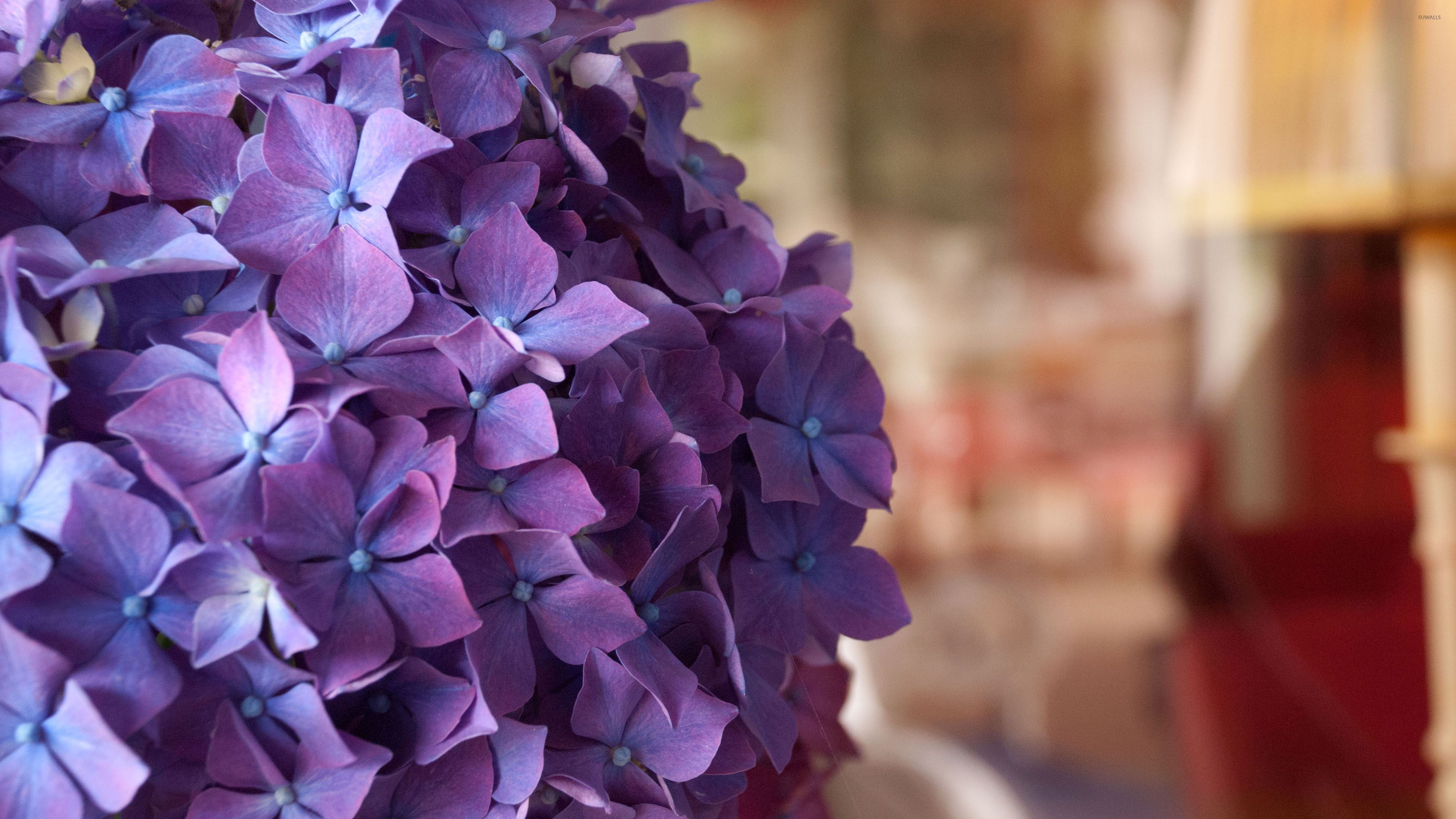 Hydrangea Violet Flowers Wallpapers