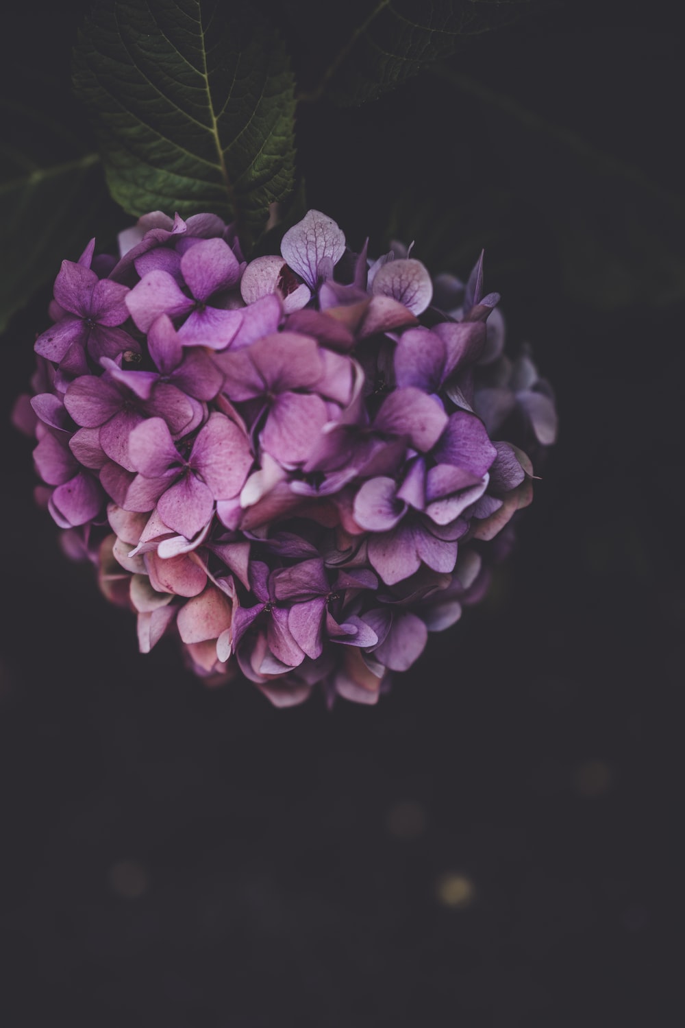 Hydrangea Violet Flowers Wallpapers