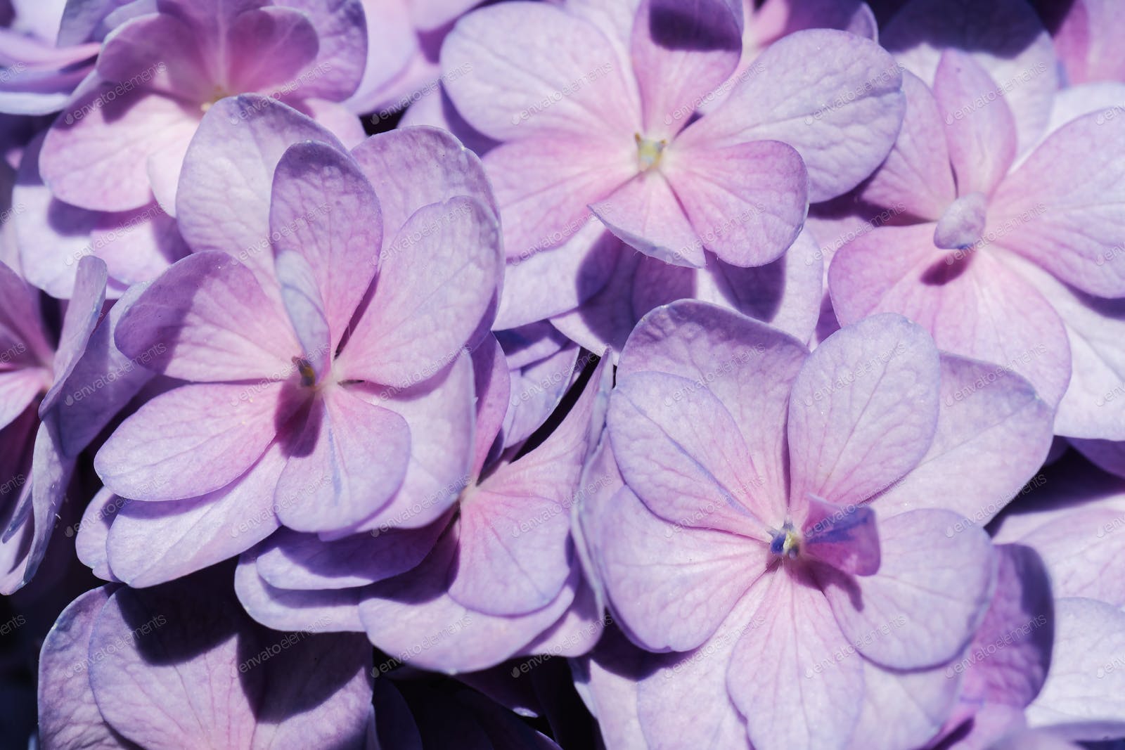 Hydrangea Violet Flowers Wallpapers