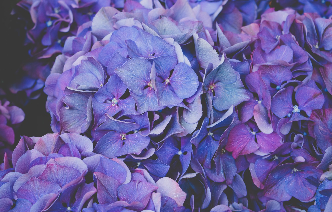 Hydrangea Violet Flowers Wallpapers