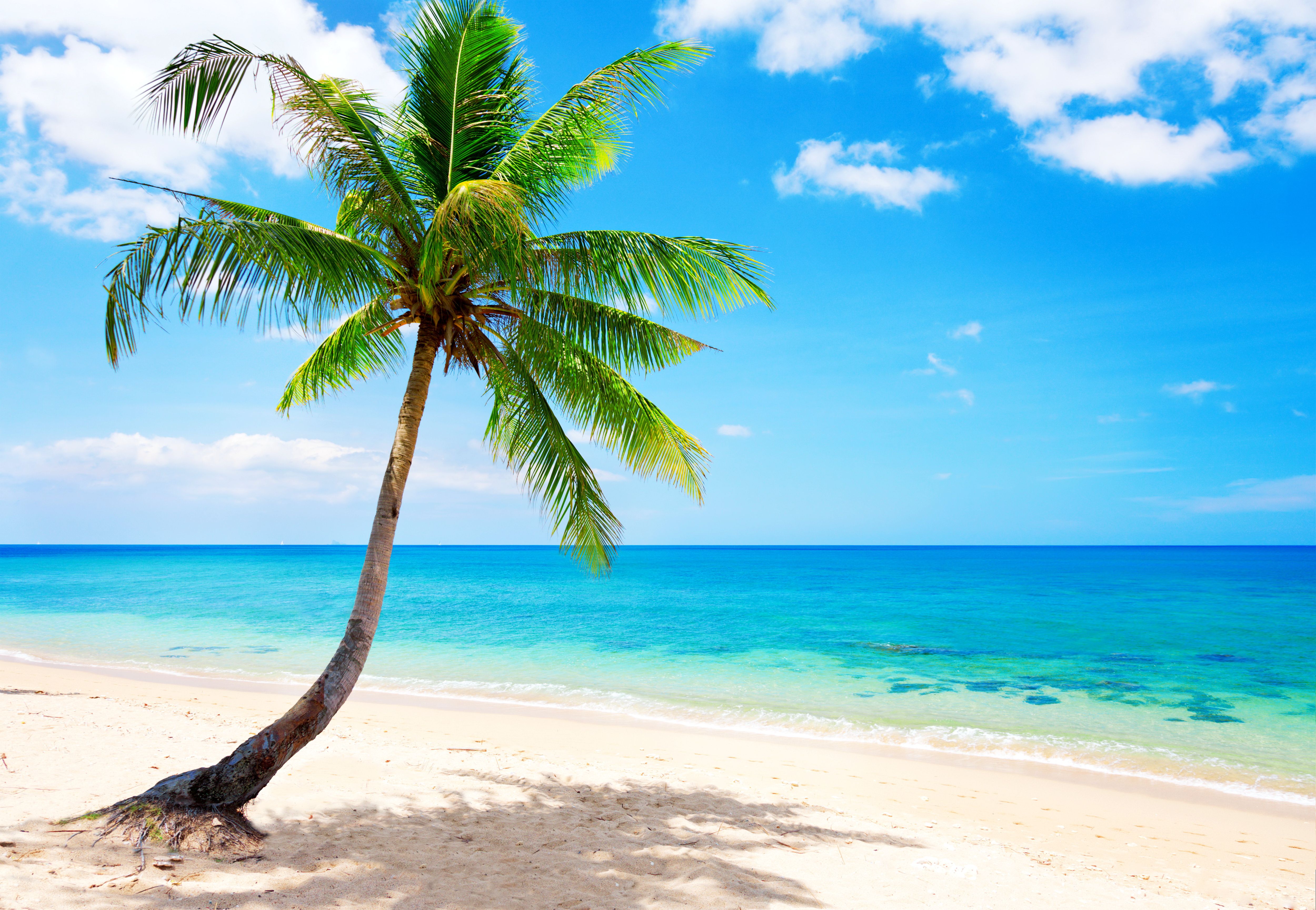 Tropical Beach Desktop Background