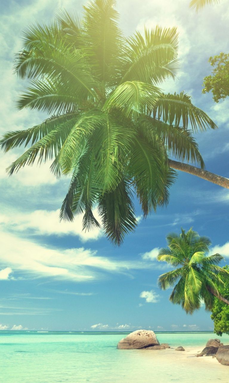 Tropical Summer Backgrounds