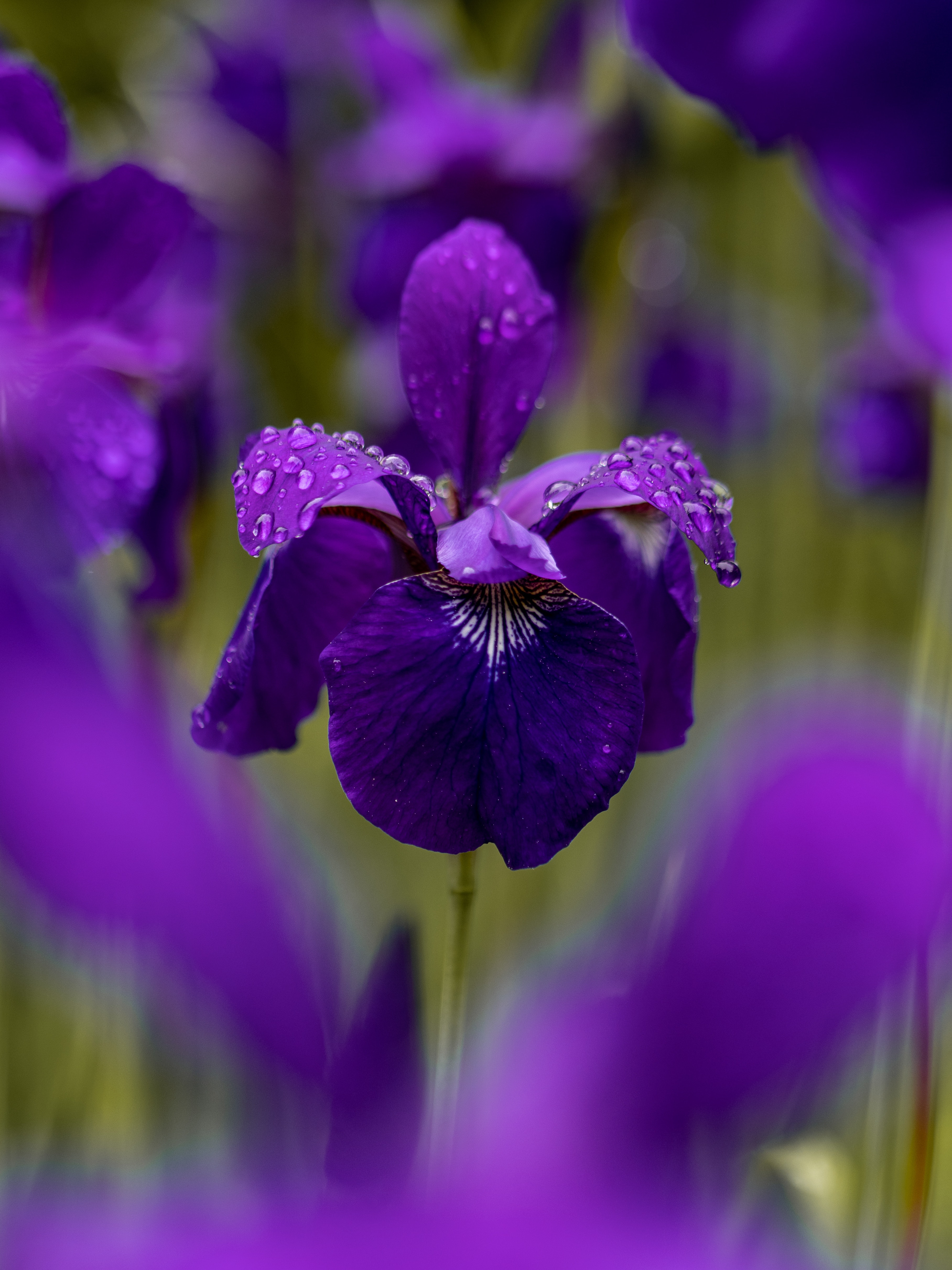 Iris Wallpapers