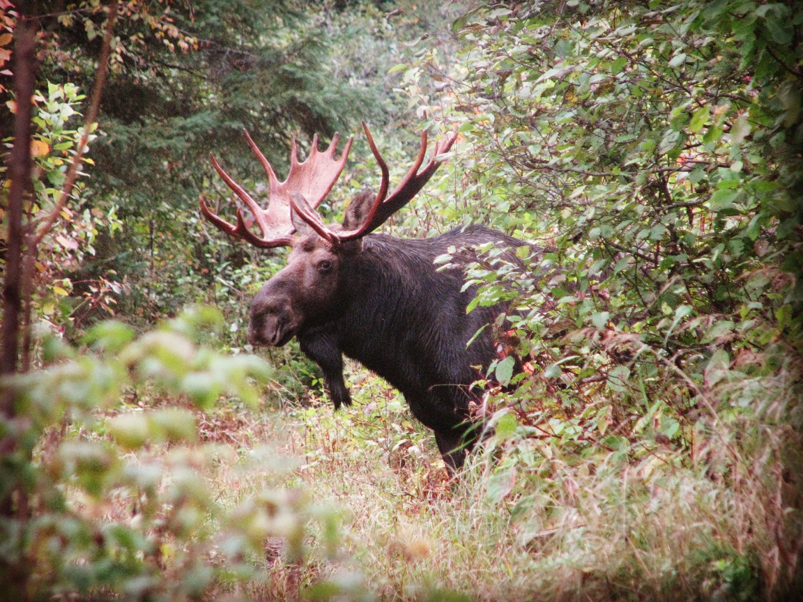 Isle Royale National Park Wallpapers