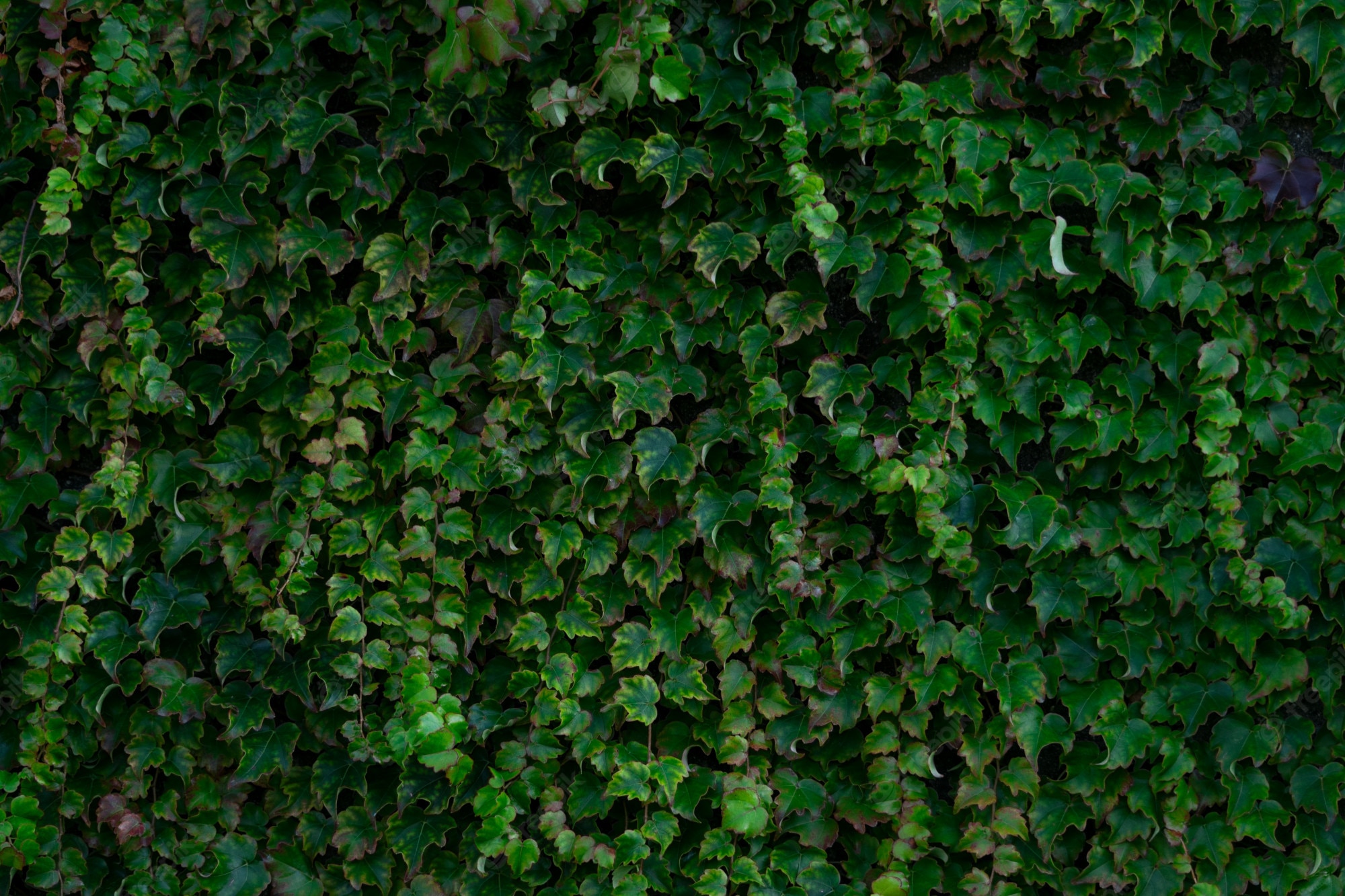 Ivy Wallpapers