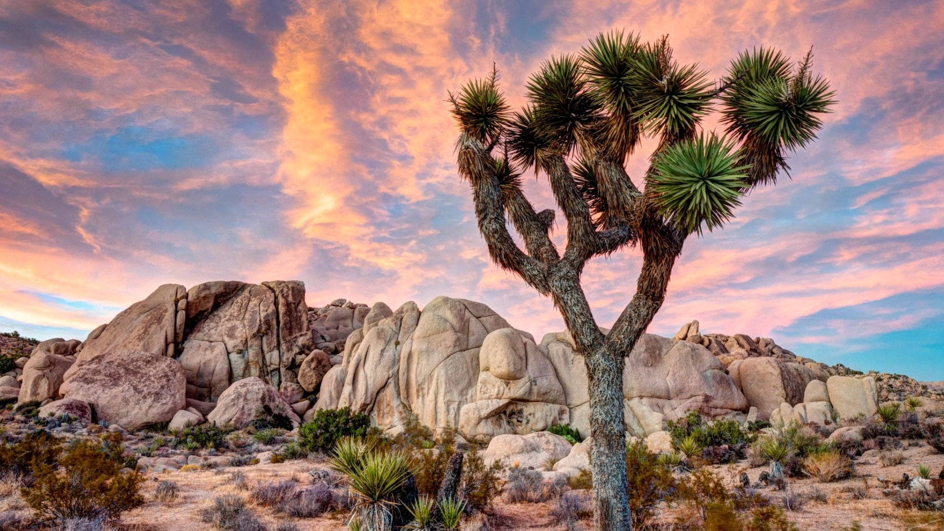 Joshua Tree National Park Wallpapers