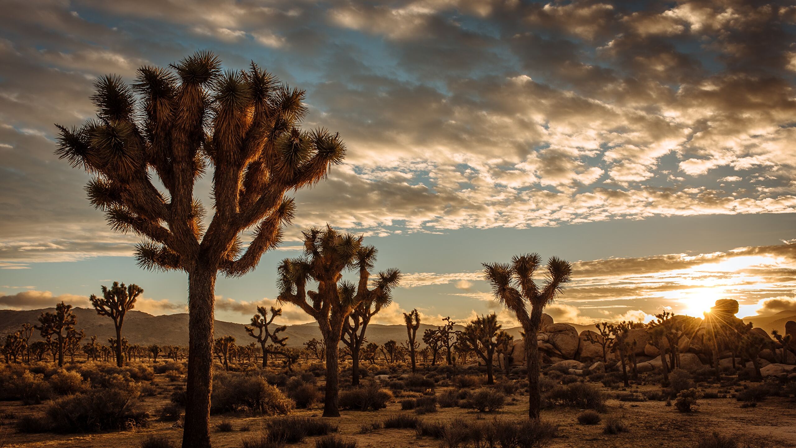 Joshua Tree National Park Wallpapers