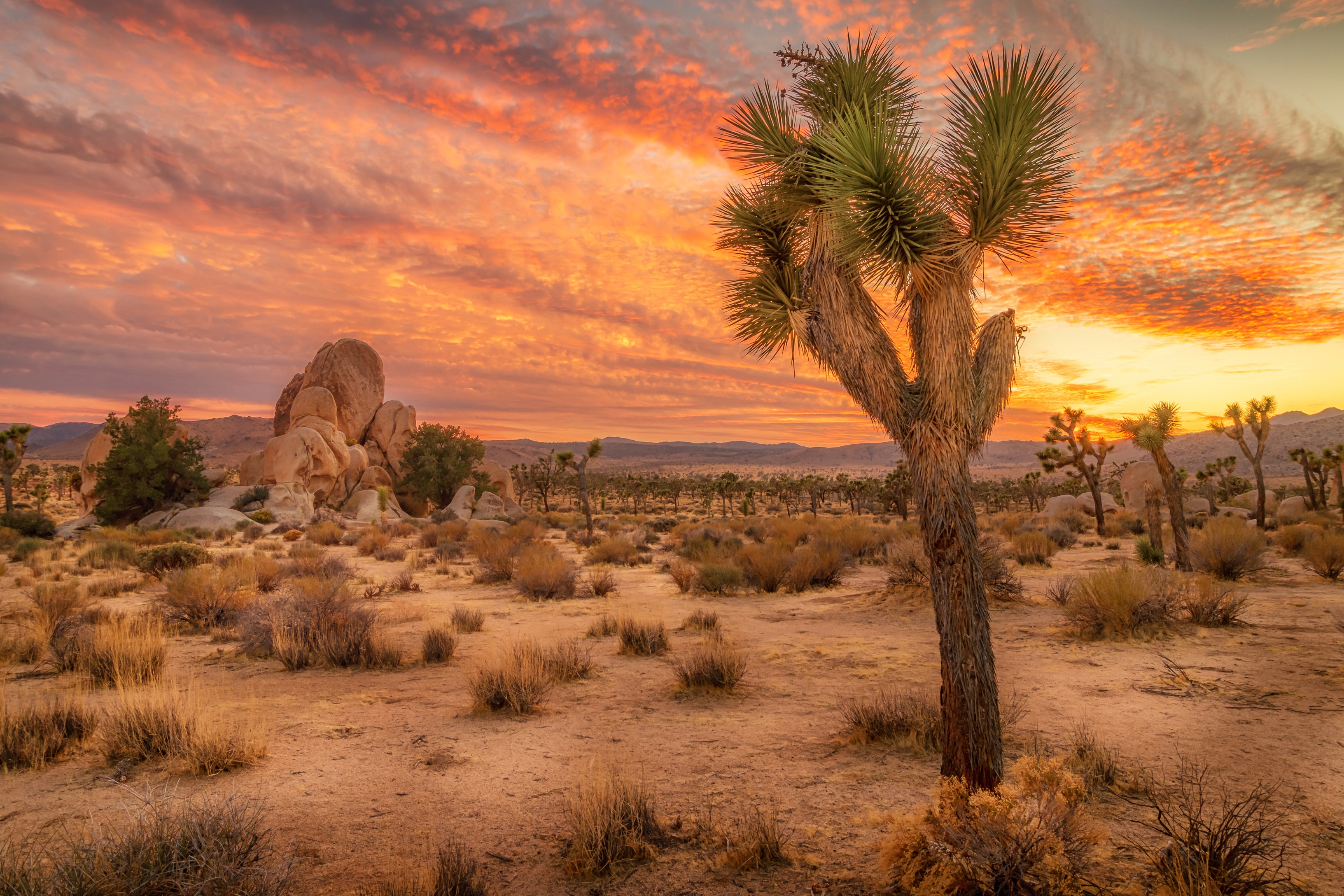 Joshua Tree National Park Wallpapers