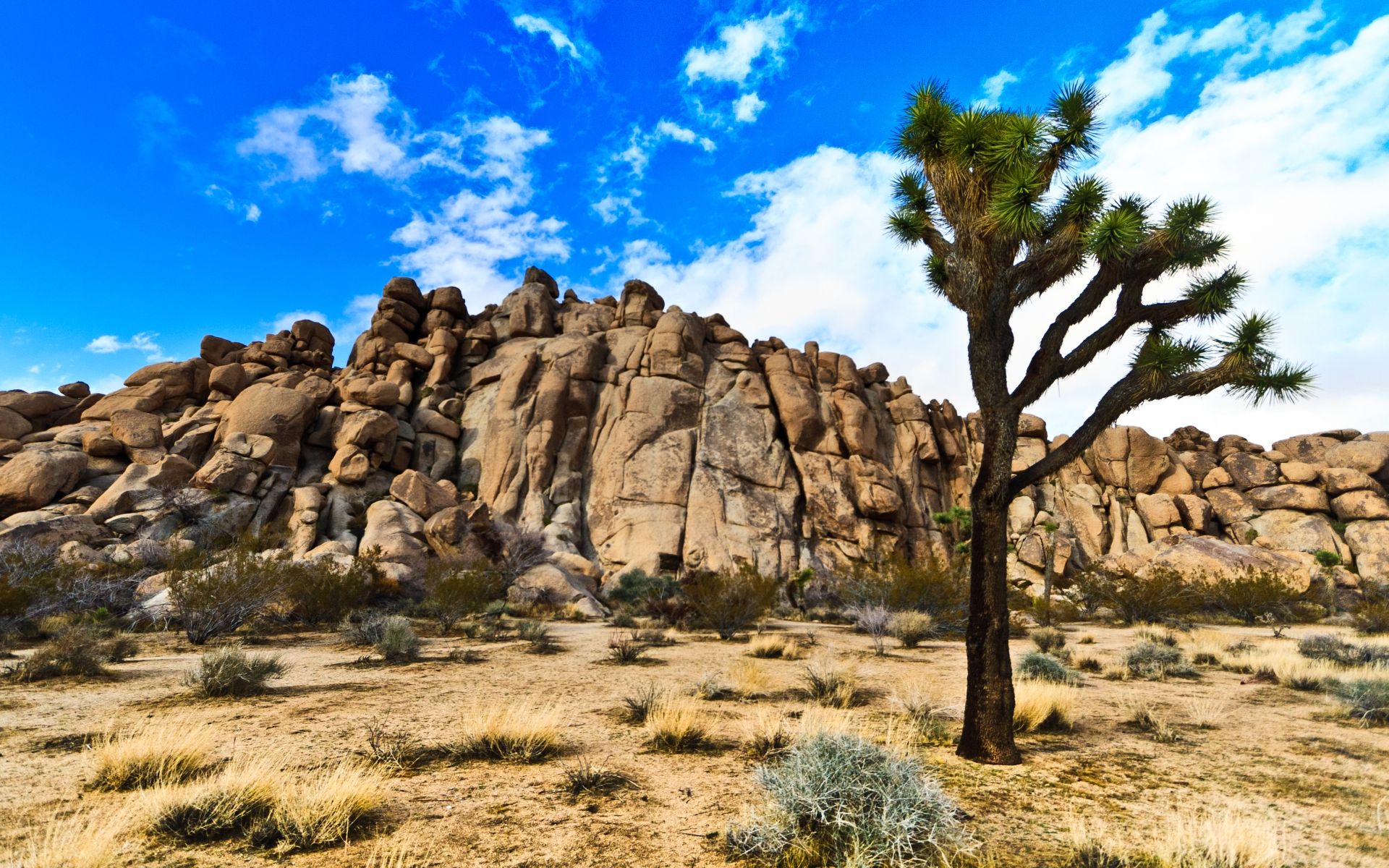 Joshua Tree National Park Wallpapers