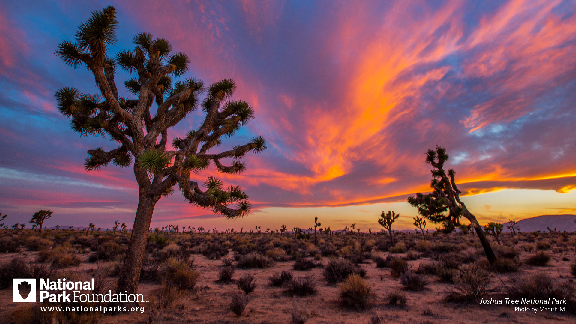 Joshua Tree National Park Wallpapers