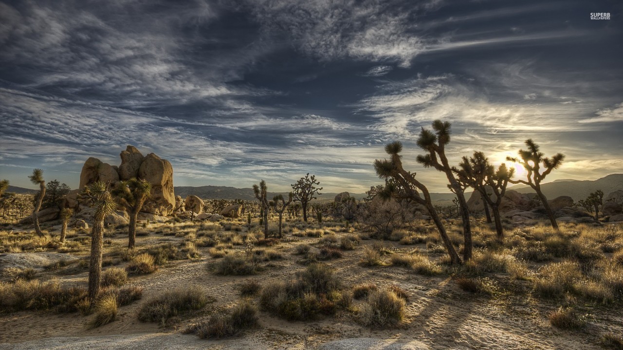 Joshua Tree National Park Wallpapers