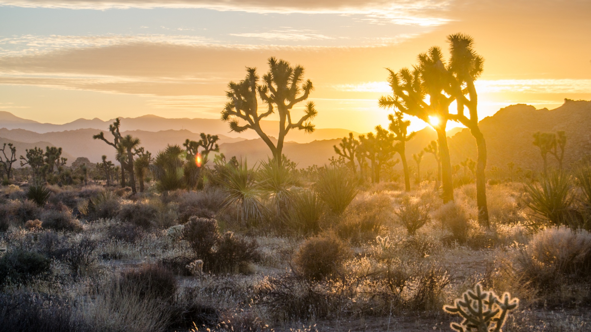 Joshua Tree National Park Wallpapers