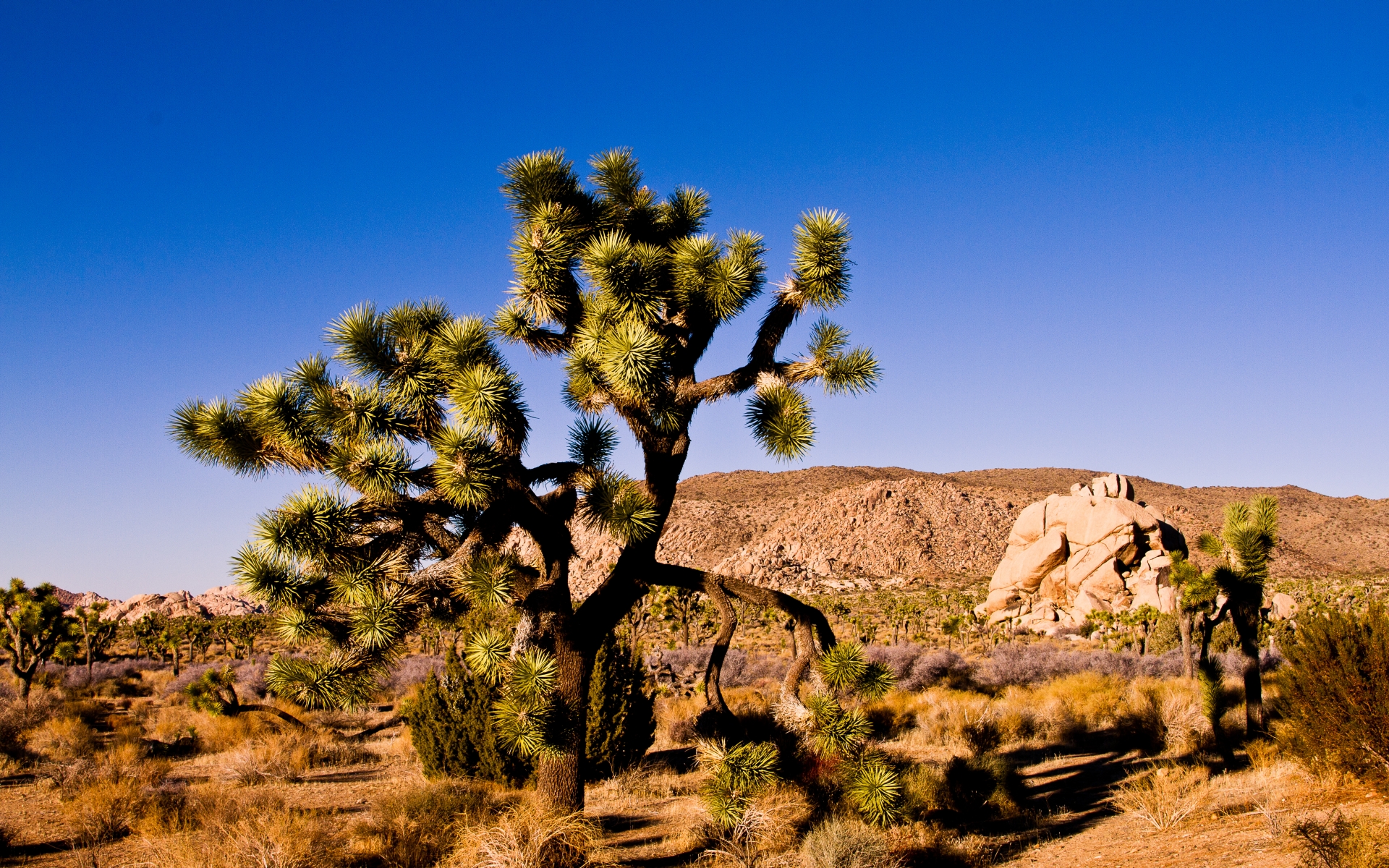 Joshua Tree National Park Wallpapers