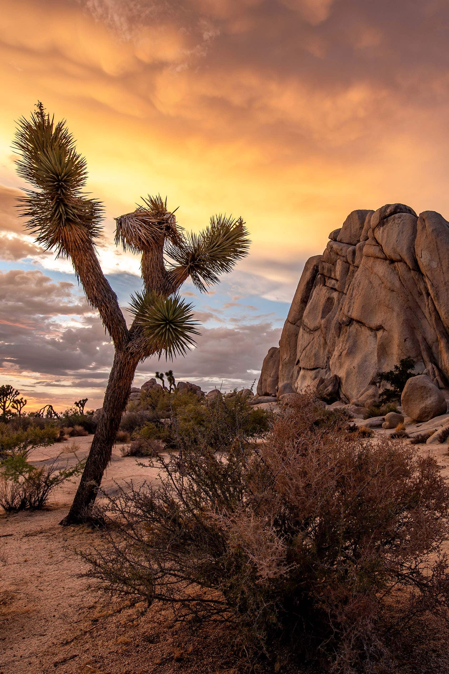 Joshua Tree National Park Wallpapers