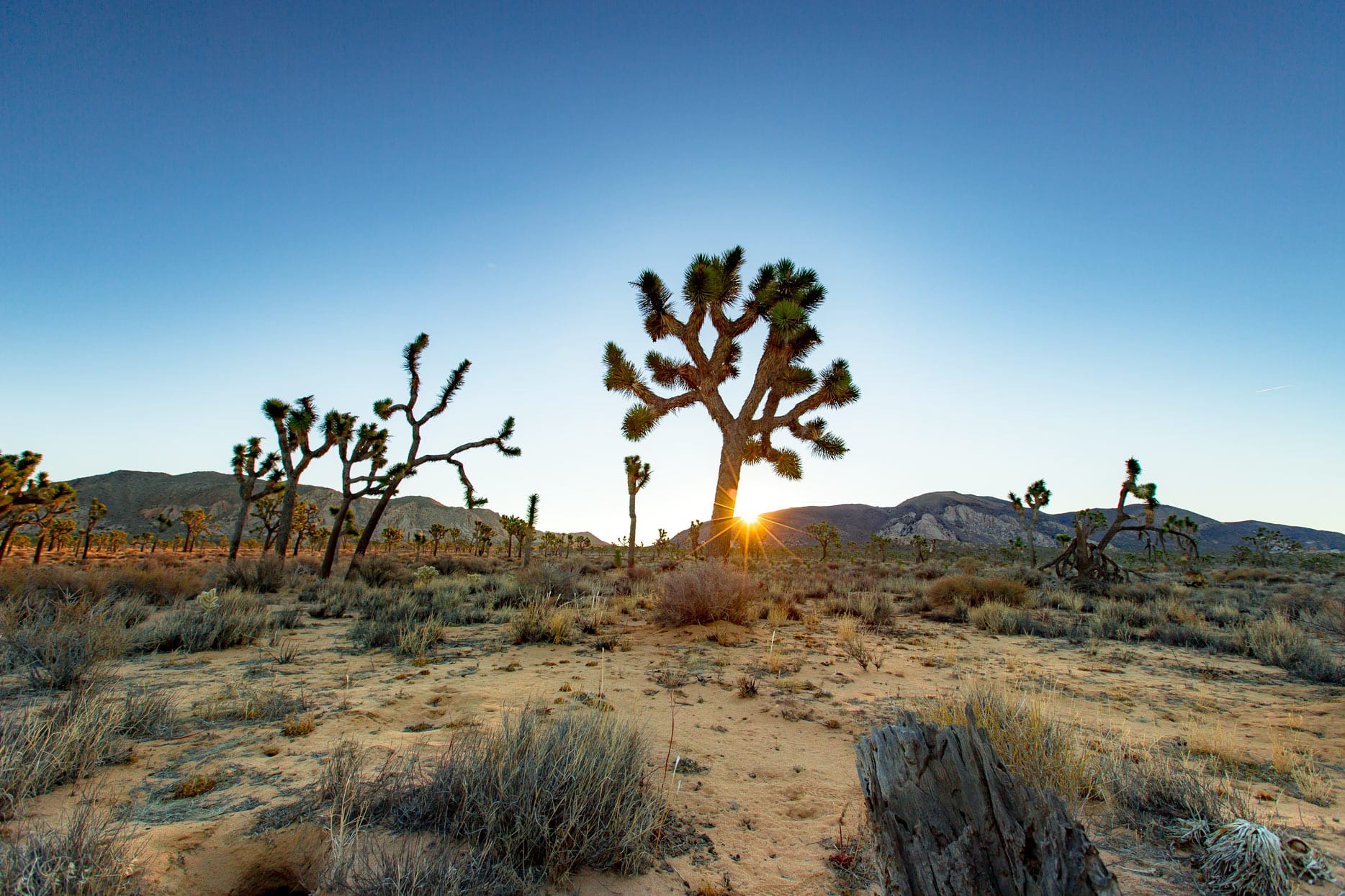 Joshua Tree National Park Wallpapers