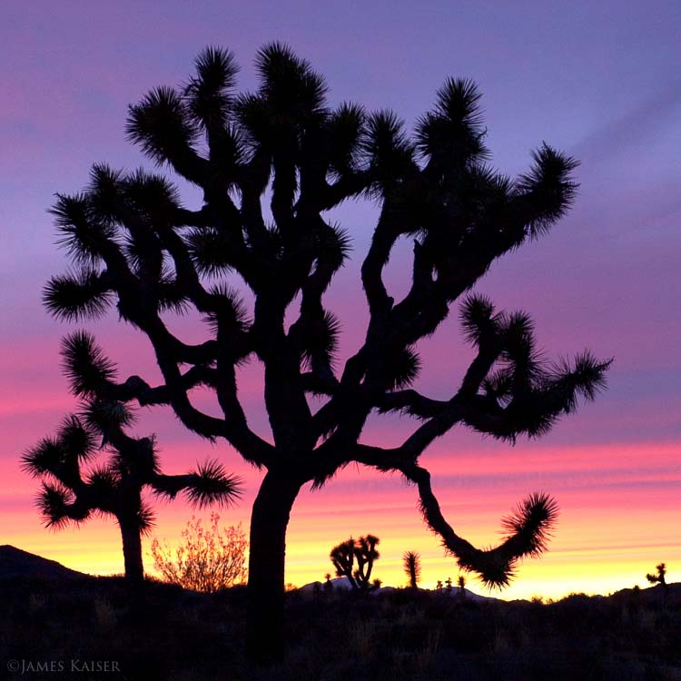 Joshua Tree National Park Wallpapers