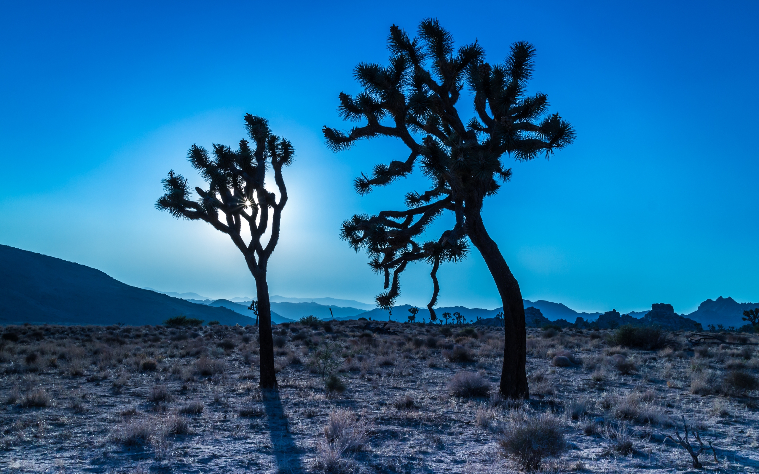 Joshua Tree National Park Wallpapers