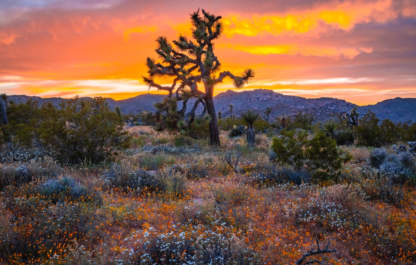 Joshua Tree National Park Wallpapers