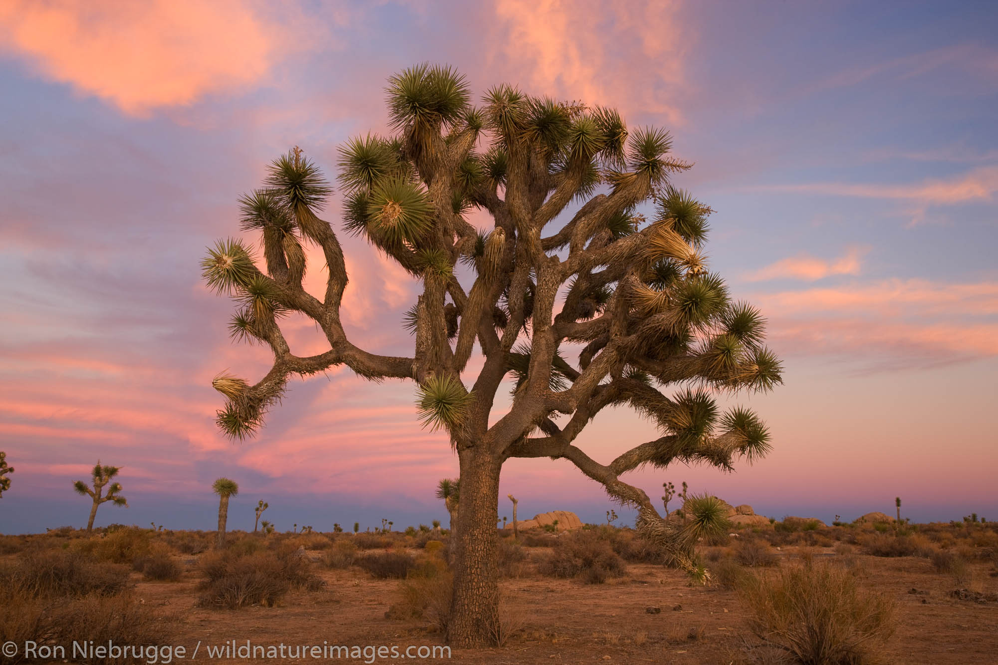 Joshua Tree National Park Wallpapers