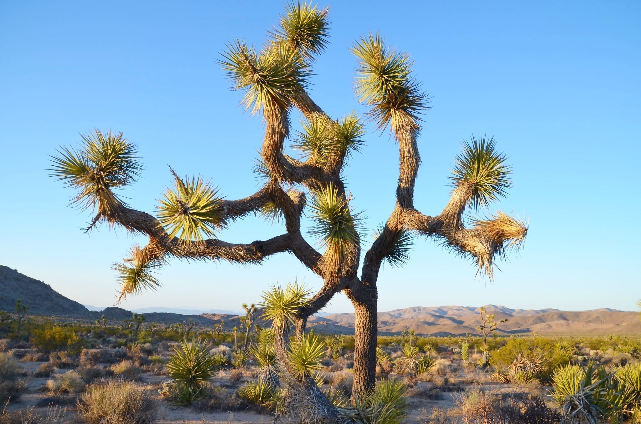 Joshua Tree National Park Wallpapers