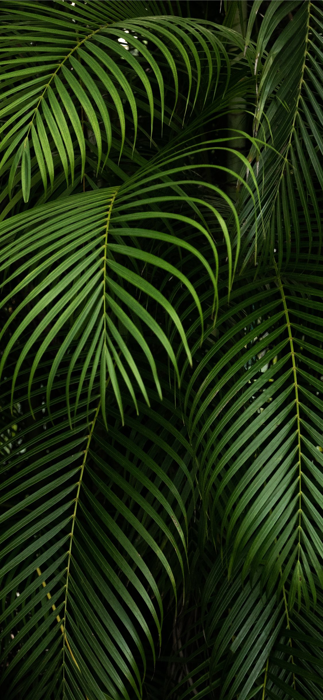 Jungle Wallpapers