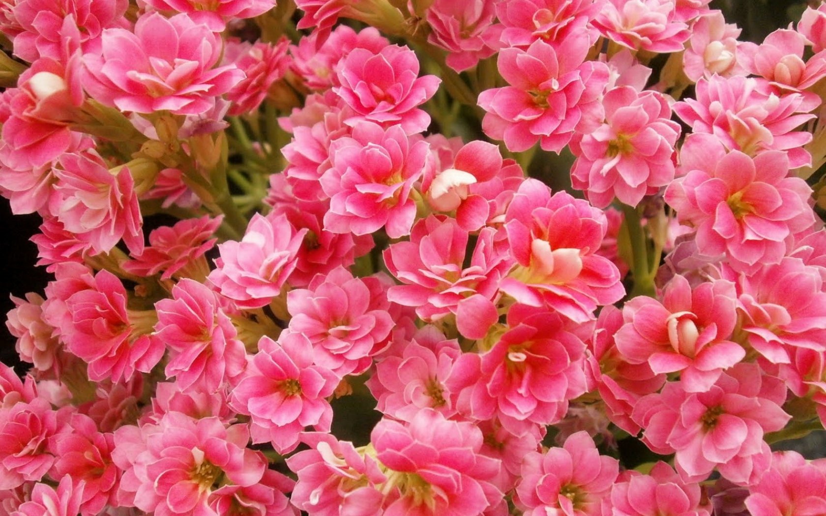 Kalanchoe Wallpapers