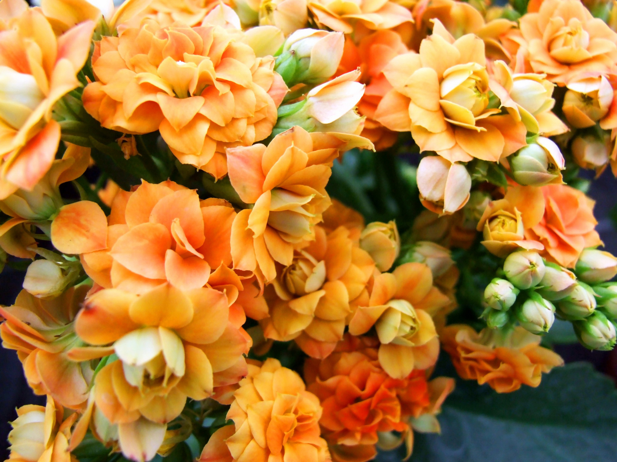 Kalanchoe Wallpapers