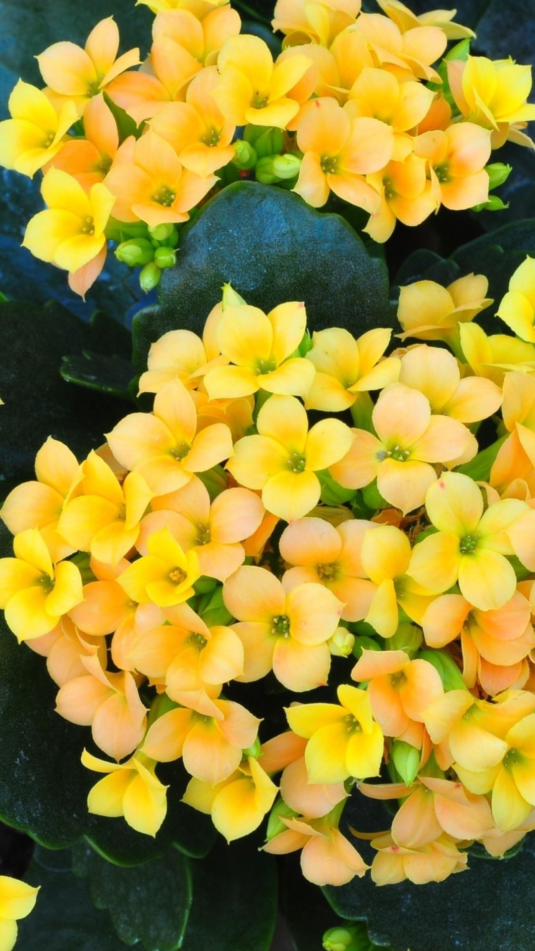 Kalanchoe Wallpapers