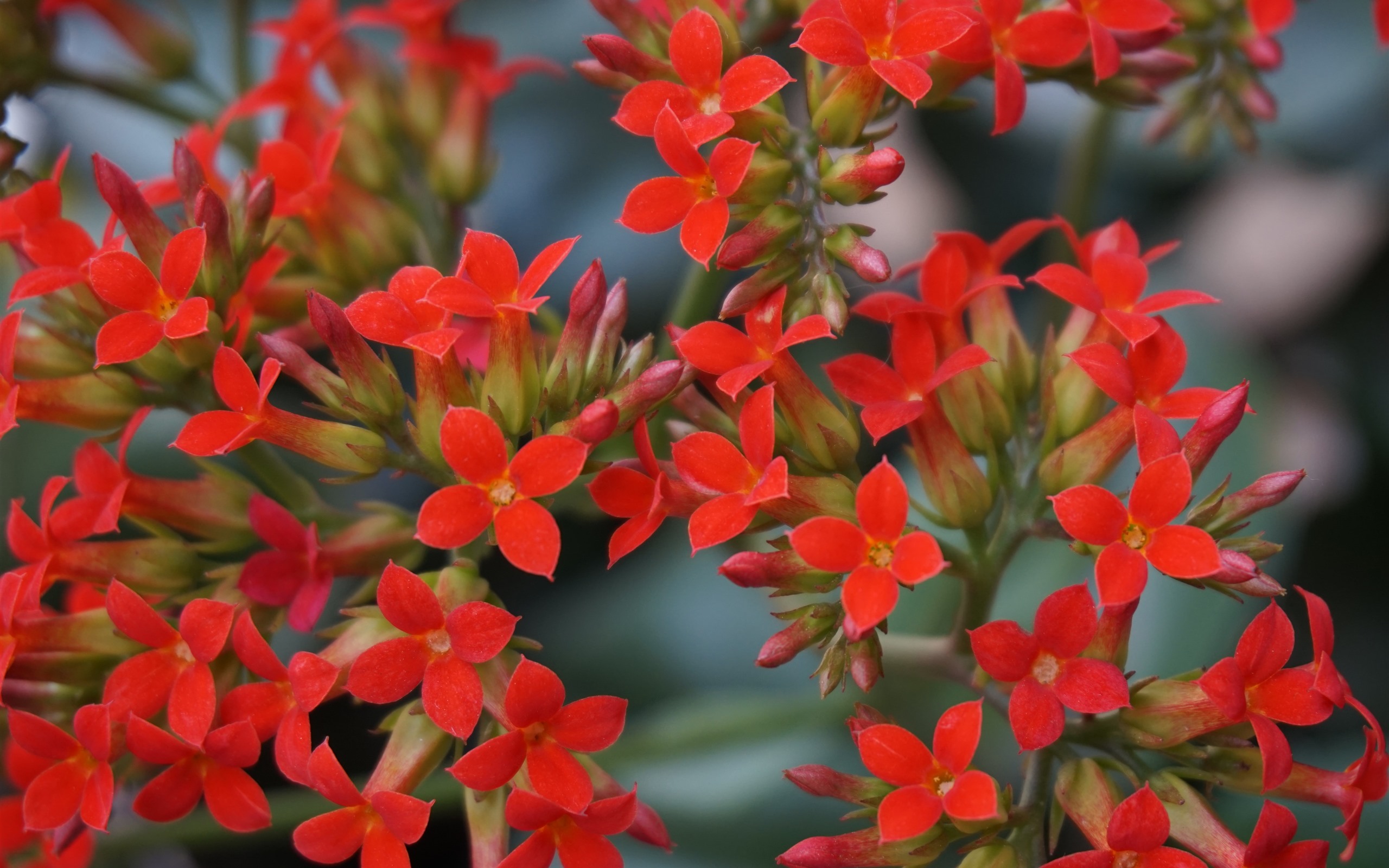 Kalanchoe Wallpapers