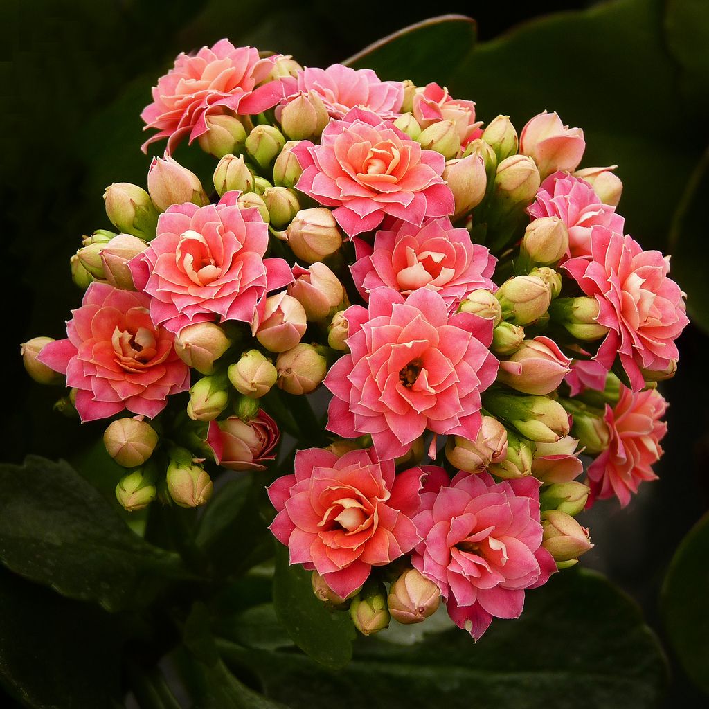 Kalanchoe Wallpapers