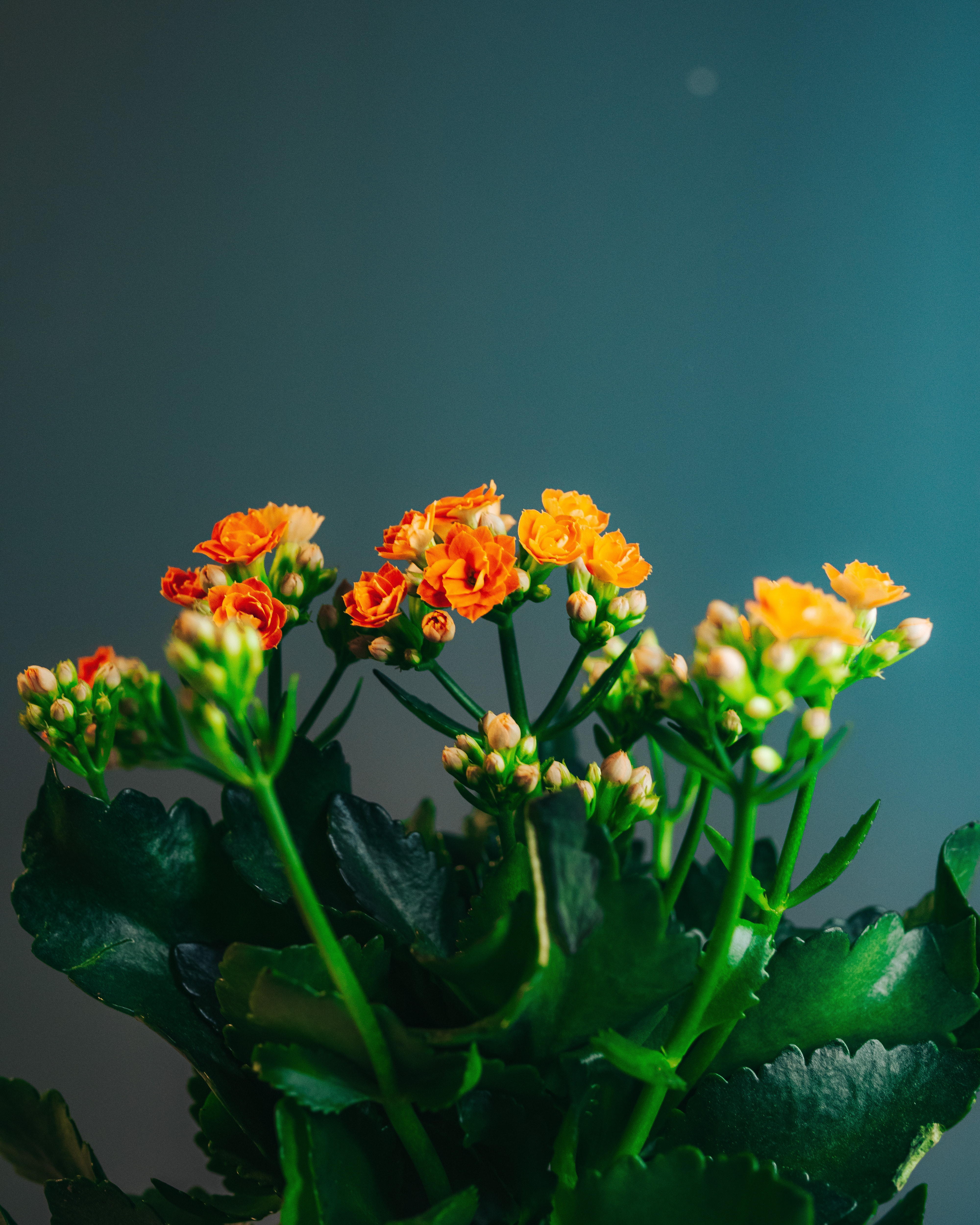 Kalanchoe Wallpapers