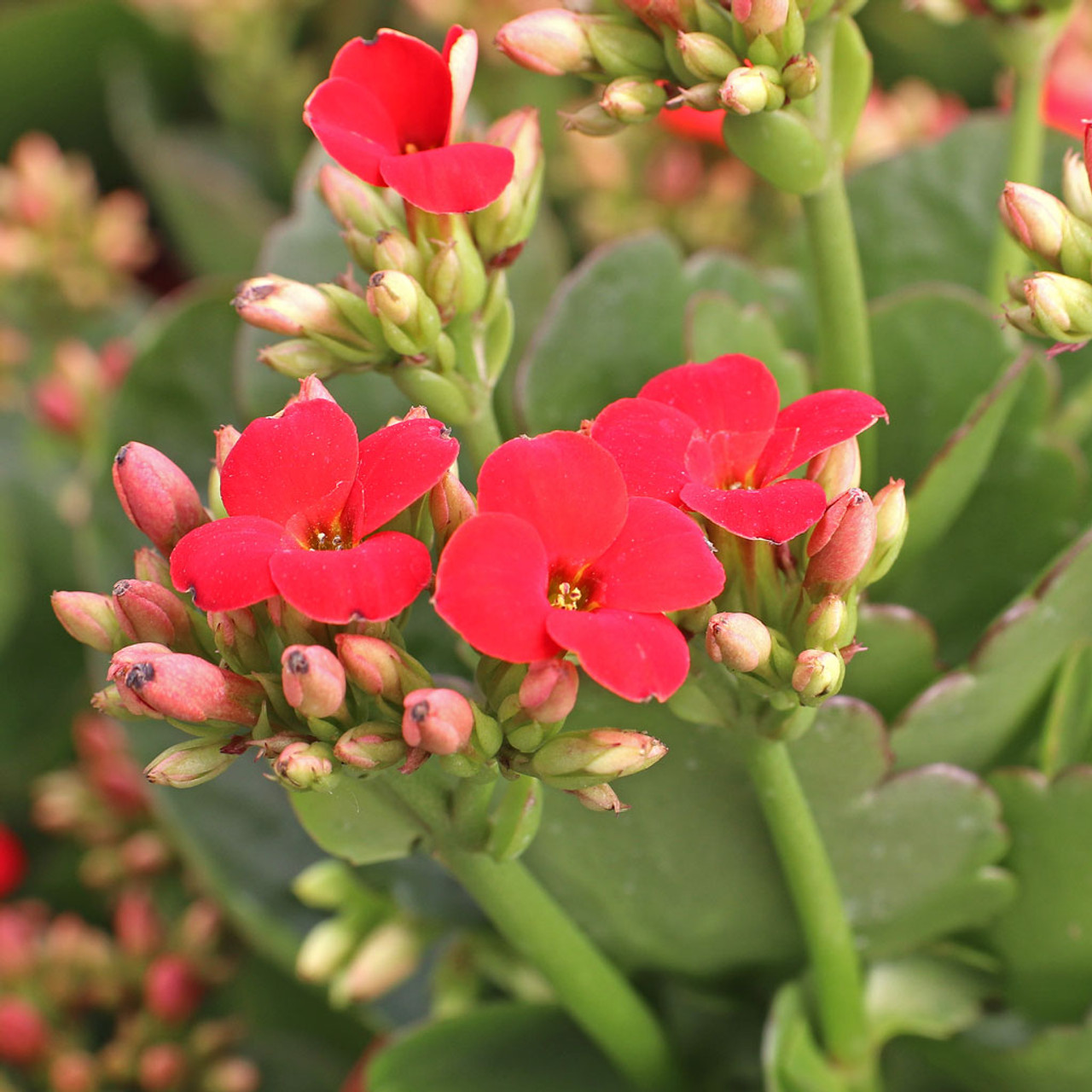 Kalanchoe Wallpapers