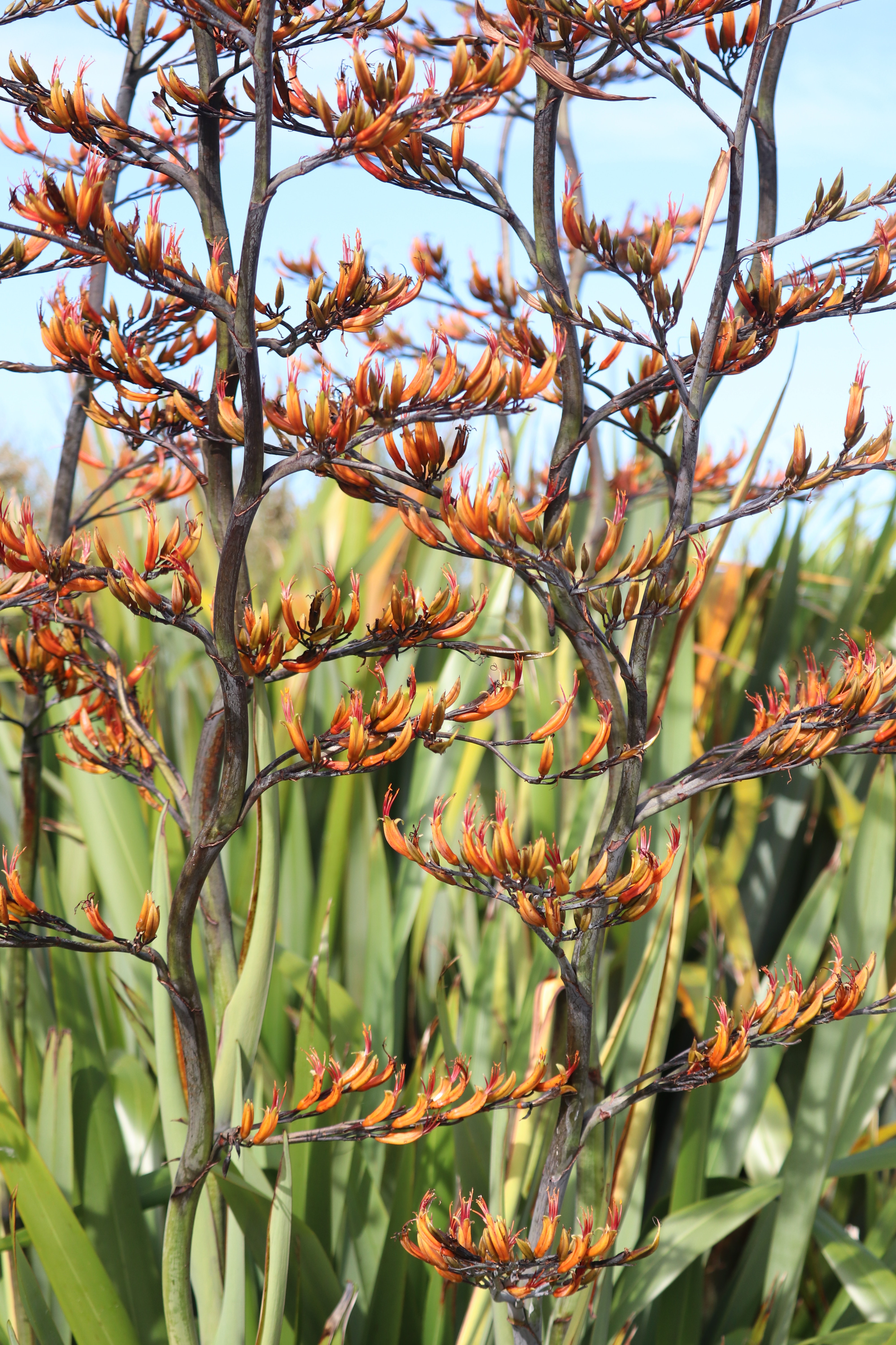 Kangaroo Paw Wallpapers