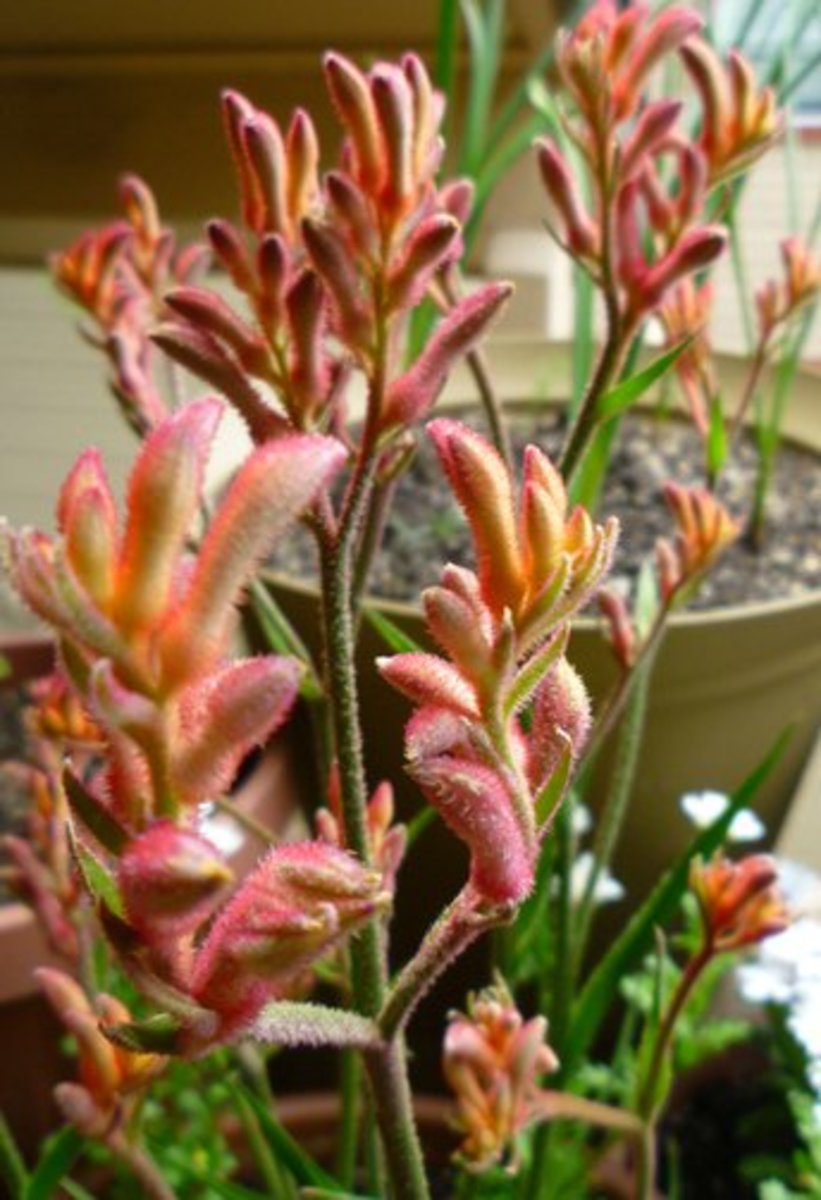 Kangaroo Paw Wallpapers