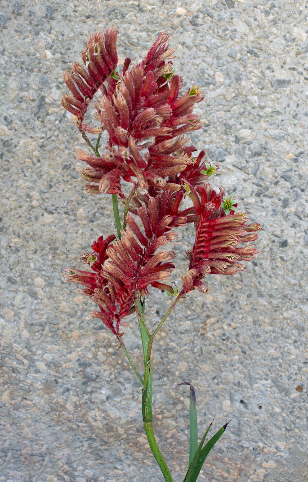 Kangaroo Paw Wallpapers