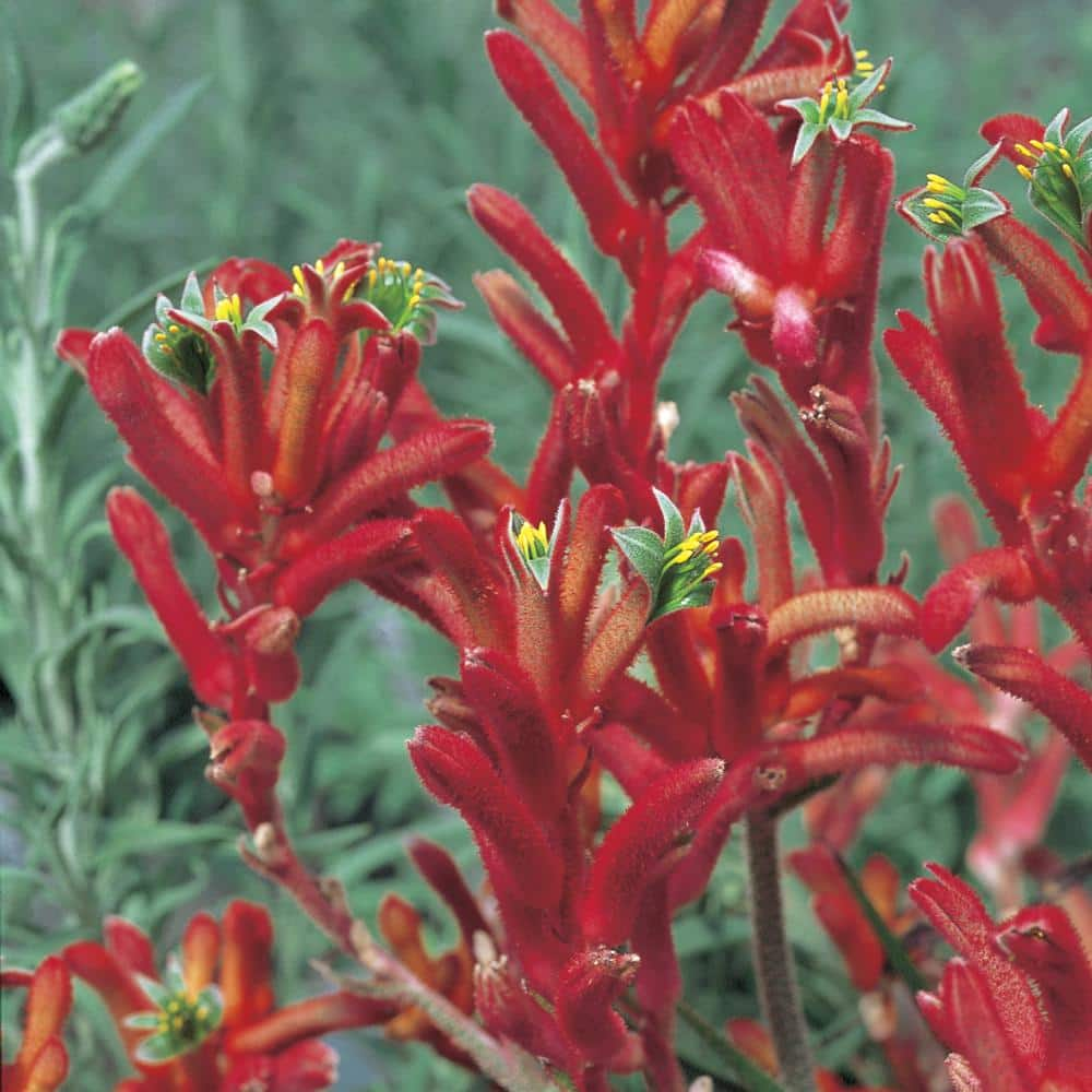 Kangaroo Paw Wallpapers