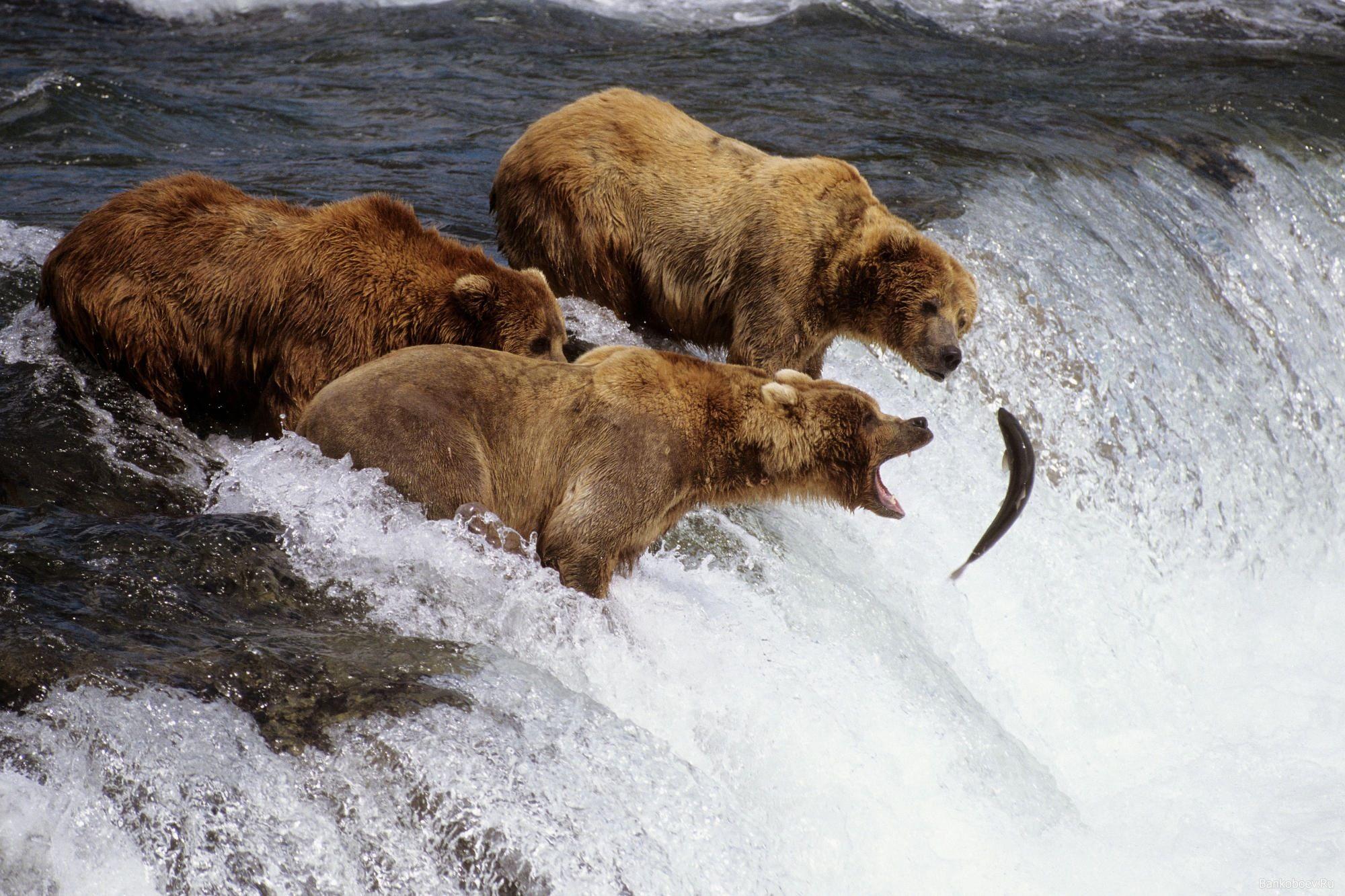 Katmai National Park And Preserve Wallpapers