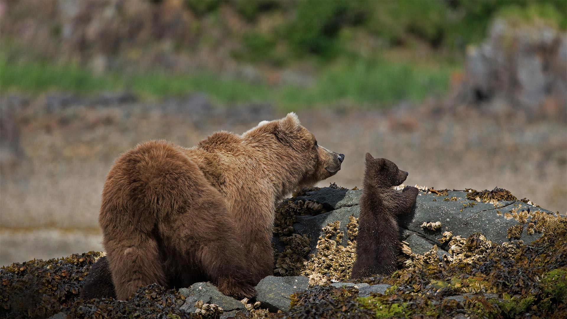 Katmai National Park And Preserve Wallpapers