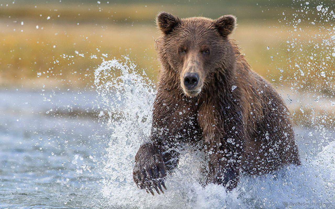 Katmai National Park And Preserve Wallpapers