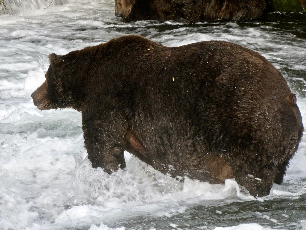 Katmai National Park And Preserve Wallpapers