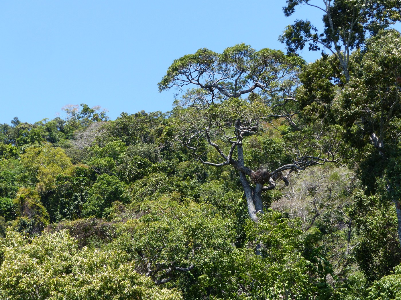 Kuranda Rianforest Wallpapers