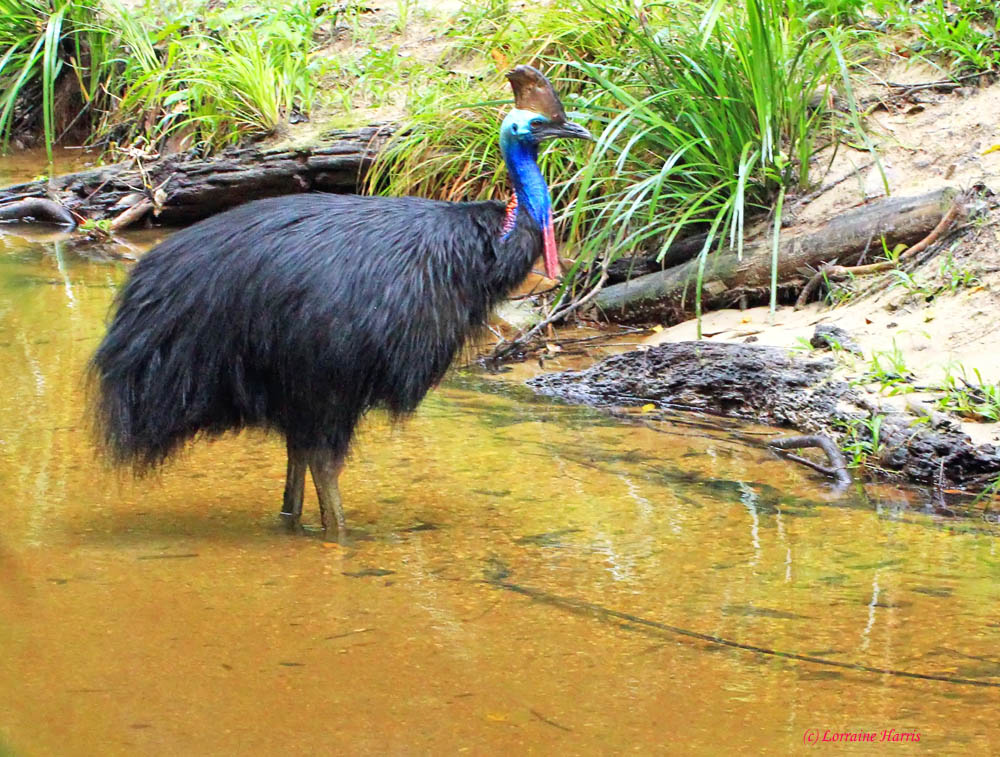 Kuranda Rianforest Wallpapers