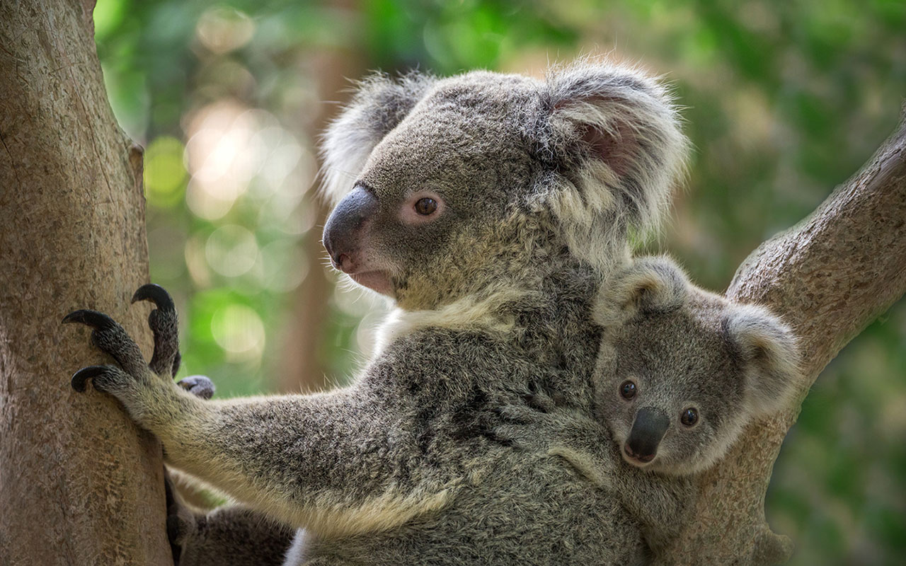 Kuranda Rianforest Wallpapers