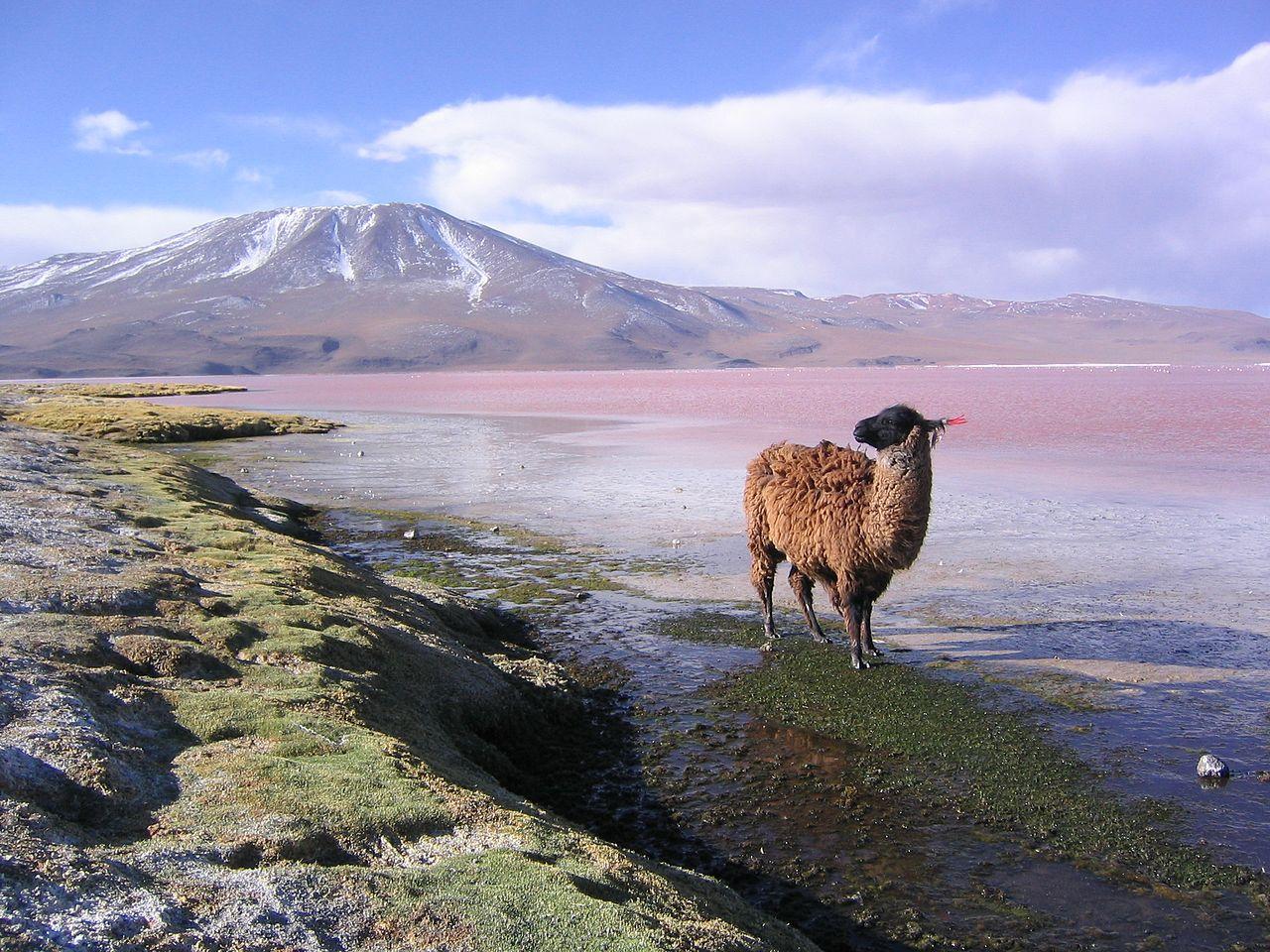 Laguna Colorada Wallpapers