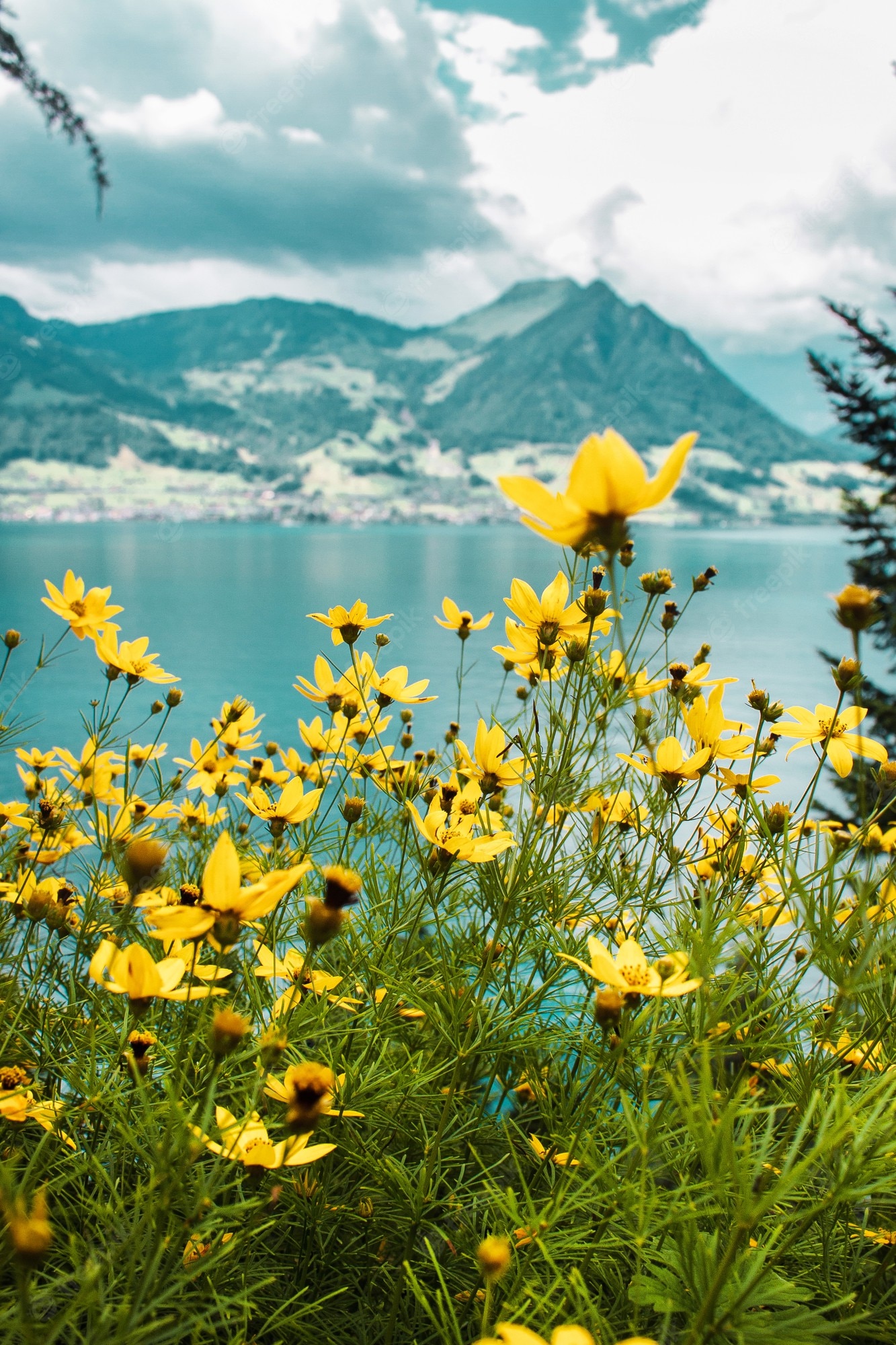 Lake Lucern Landscape Mountains Wallpapers