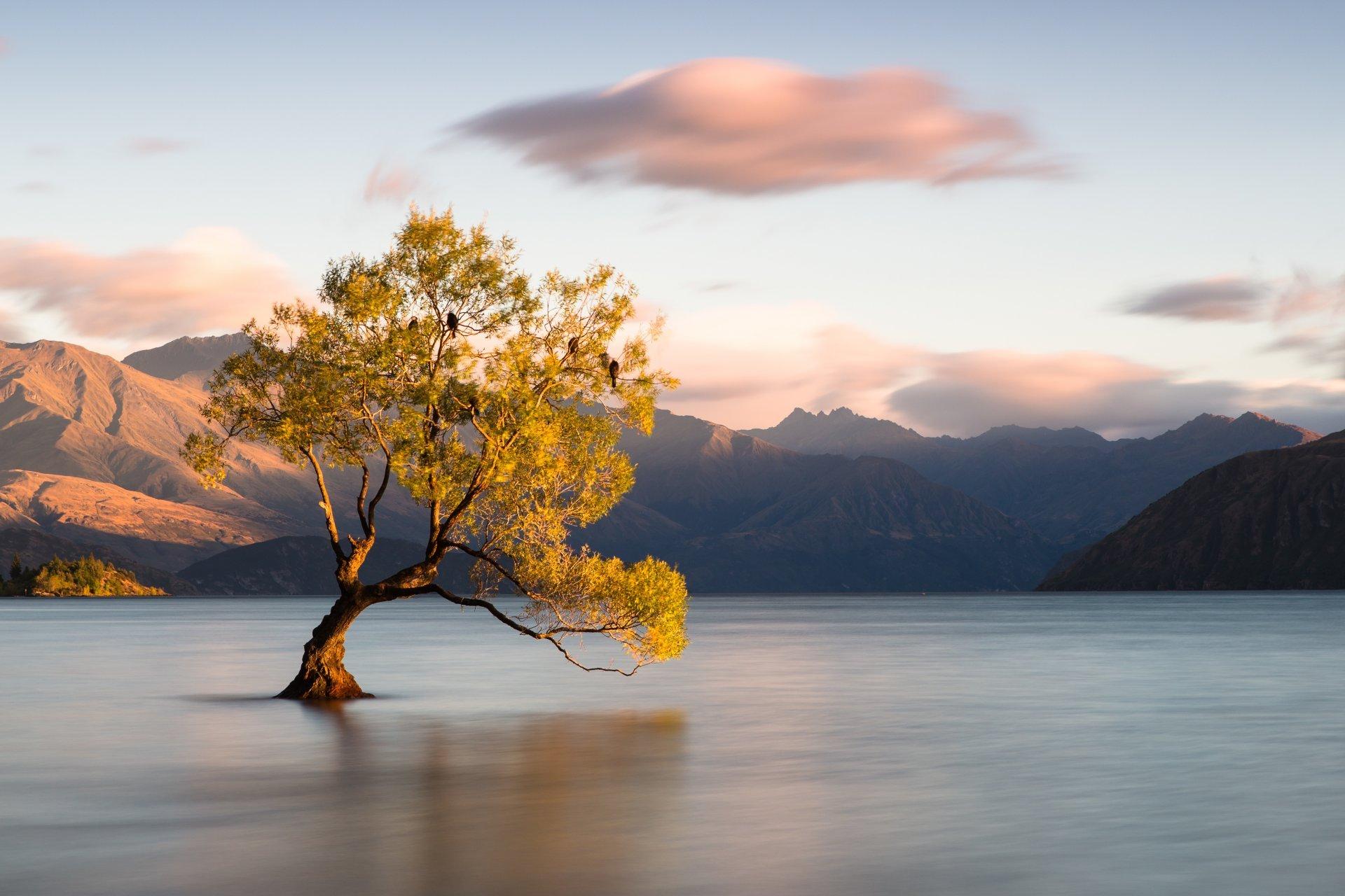 Lake Tree Wallpapers