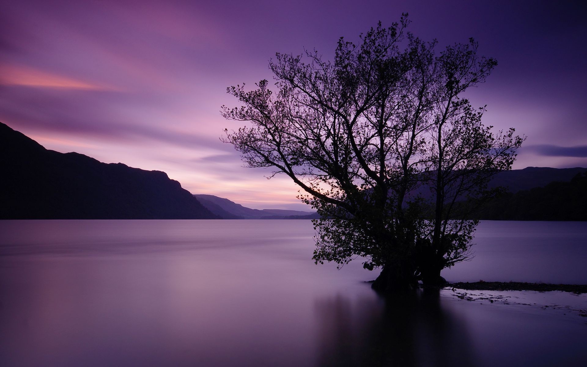 Lake Tree Wallpapers